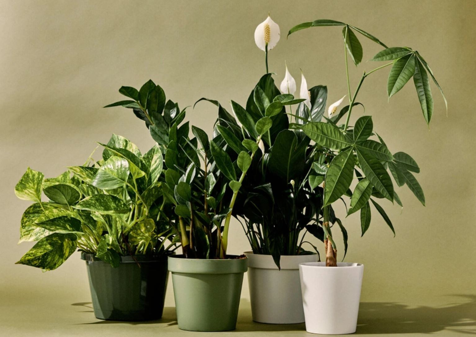 Tổng quan về mệnh Mộc